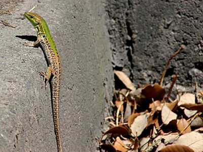 Lizard in Montalcino.jpg