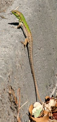 Lizard in Montalcino 2.jpg