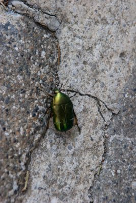 Montalcino Beetle.jpg