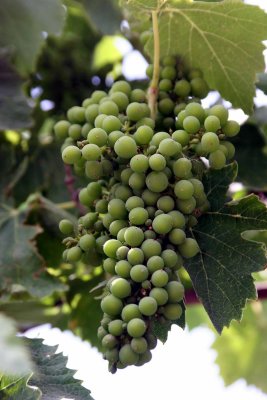Montalcino grapes.jpg