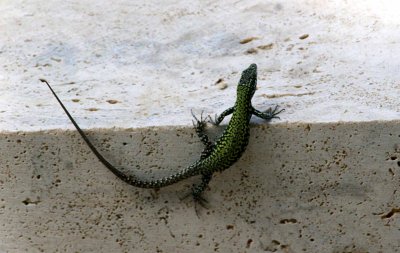 Montalcino Lizard.jpg