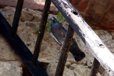 Pigeon in Montalcino.jpg
