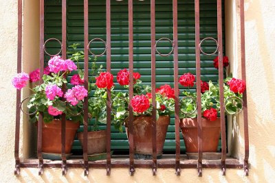 geraniums in Pienza.jpg