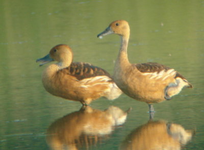 Fulvous Whistling-Ducks