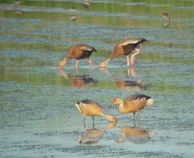 Black-bellied and Fulvous Whistling-Ducks