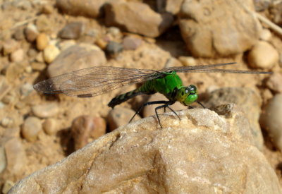 Eastern Pondhawk