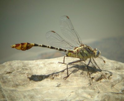 Flag-tailed Spinyleg