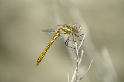 Variegated Meadowhawk