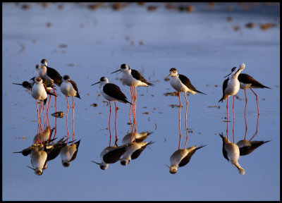 A flock of Black-winged Stilts in early morning light