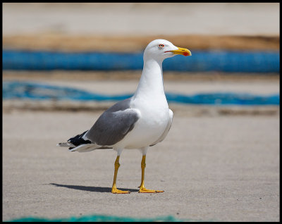 Yellow-legged Gull