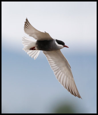 Whiskered Tern