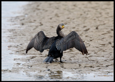 Cormorant drying wings on the river bed
