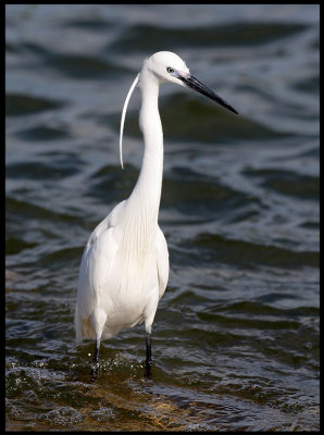 Little Egret