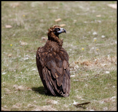 Black Vulture