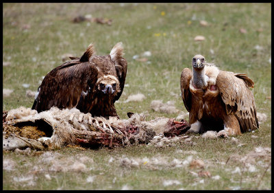 Black + Griffon Vulture