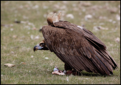 Black Vulture protecting his food