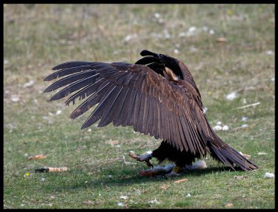 Black Vulture , Watch out - I´m big and strong.....