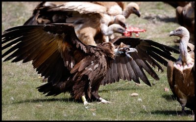 Black Vulture and Griffons