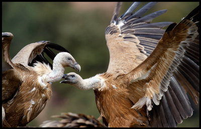 Griffon Vulture aggression