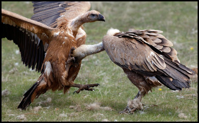 Griffon Vulture wrestling 1