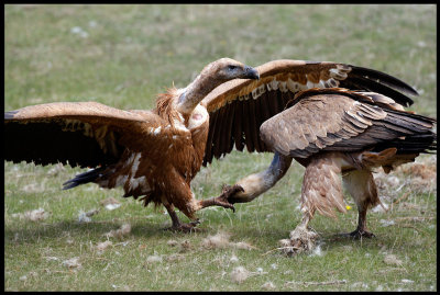 Griffon Vulture wrestling 2