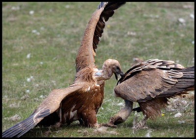 Griffon Vulture wrestling 3 - admit you are STUCK!!