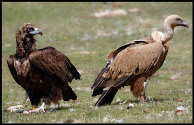 Black- and Griffon Vulture