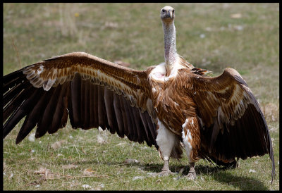 Griffon Vulture showing his impressive wings