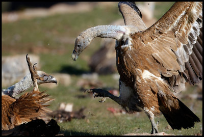 Griffon Vultures fighting