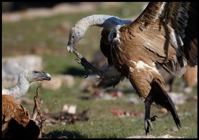 Griffon Vultures fighting