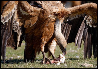 Griffon Vulture protecting his dinner....