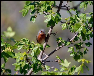 Subalpine Warbler