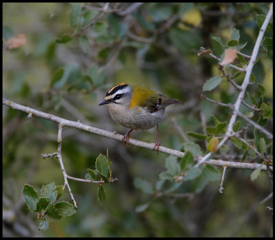 Firecrest