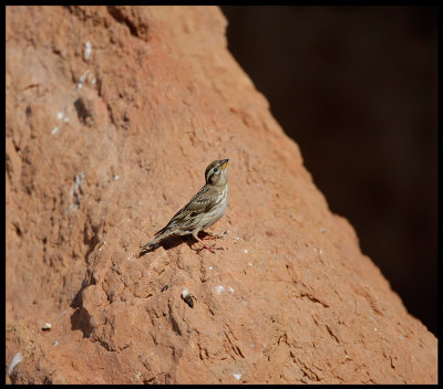 Rock Sparrow at Mont Roig