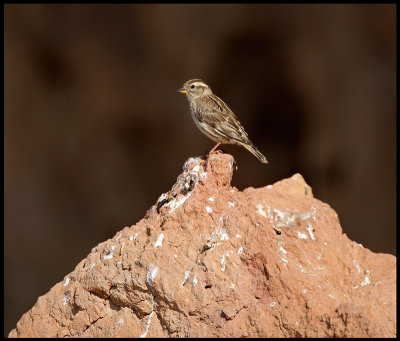 Rock Sparrow at Mont Roig