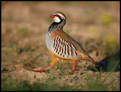 A Red-legged Partridge passing by my hide
