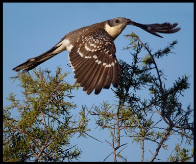 Great Spotted Cuckoo taking off