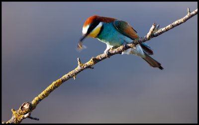 Shaken not stirred Bee-eater disarming a bee before eating it