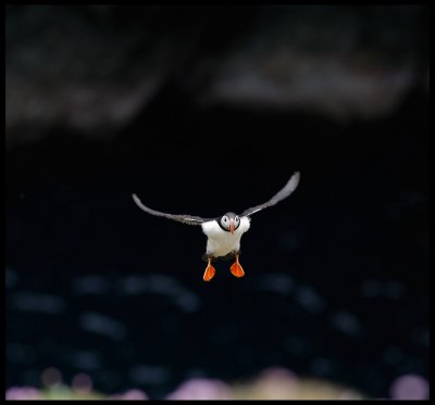 Puffin landing near Sumburgh Head - Shetland