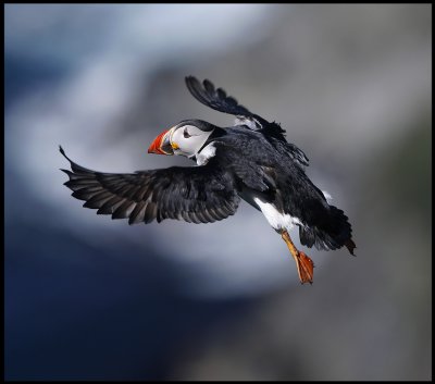 Puffin at Sumburgh Head - Shetland