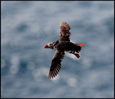 Puffin near Sumburgh Head - Shetland