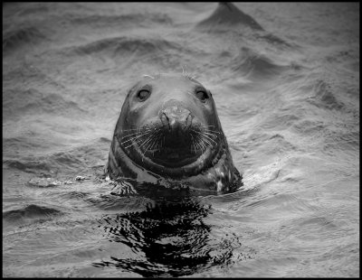 Gray Seal - Shetland