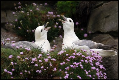 Shetland Wildlife 2008