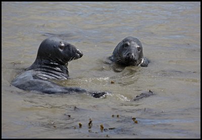 Gray Seal in Lerwick harbour