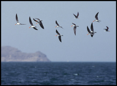 Old and rare view in Western Palearctic - African Skimmers in Lake Nasser 1993