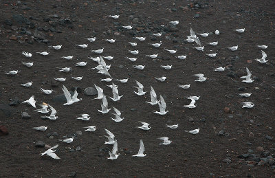 Terns at lavabeach outside Mosteiros