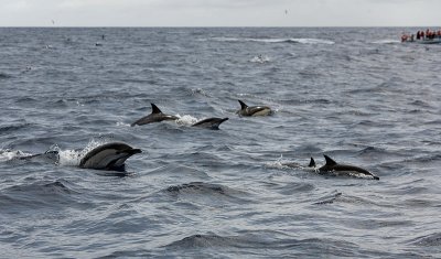 Dolphins outside Ponta Delgada