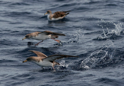 Corys shearwaters - Azores