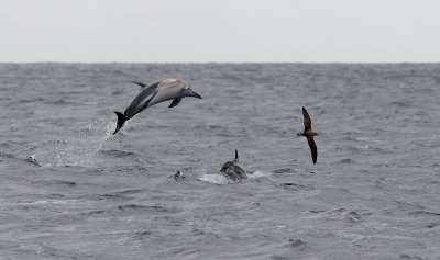 Common dolphin and shearwater