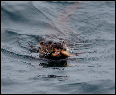 Otter fishing - Unst Shetland